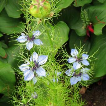 Nigella sativa