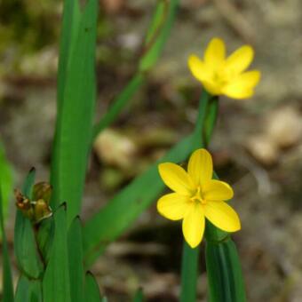 Sisyrinchium californicum