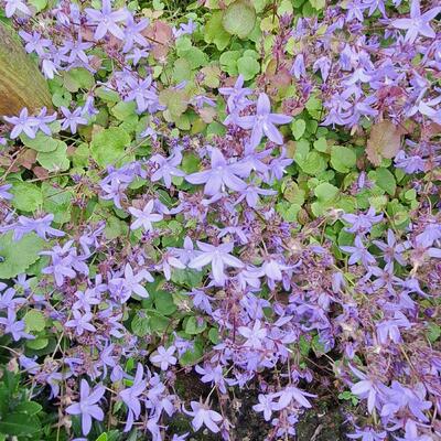 Campanula poscharskyana 'Stella' - Campanula poscharskyana 'Stella'