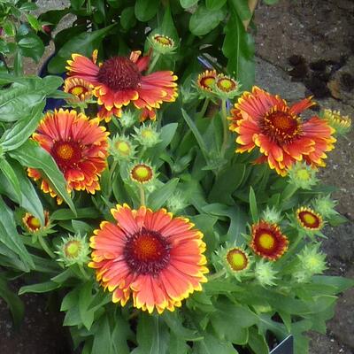 Gaillardia aristata 'SPINTOP Yellow Touch' - 