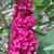 Buddleja davidii 'Prince Charming'