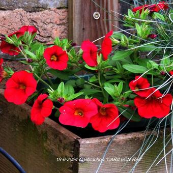 Calibrachoa 'CARILLON Red' - compact MF