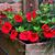 Calibrachoa 'CARILLON Red' - compact MF