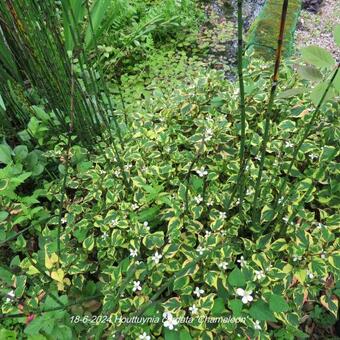 Houttuynia cordata 'Chameleon'