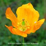 Papaver cambricum 'Aurantiaca' - 