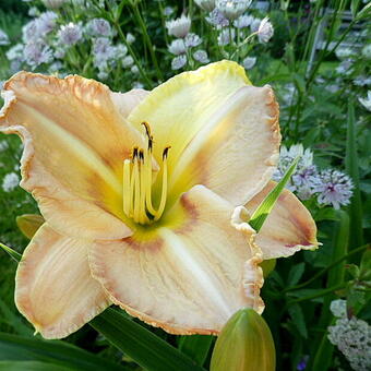 Hemerocallis 'Chicago Picotee Pride'