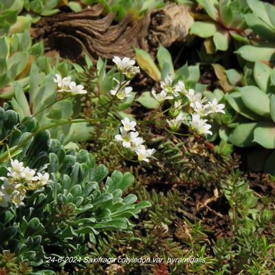 Saxifraga cotyledon var. pyramidalis - 