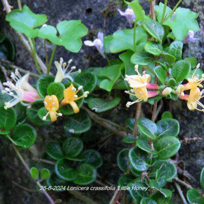 Lonicera crassifolia 'Little Honey' - 