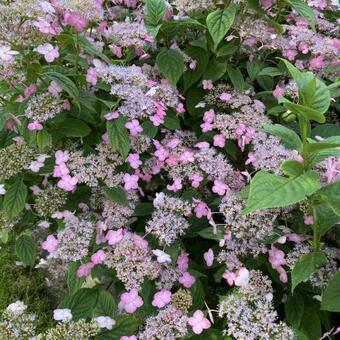 Hydrangea serrata 'Autumn Fire'