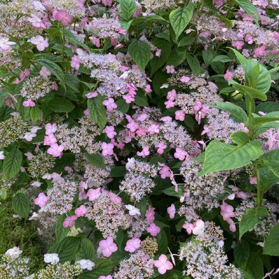 Hydrangea serrata 'Autumn Fire' - 