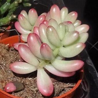 Sedum pachyphyllum