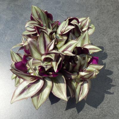 Tradescantia zebrina - 