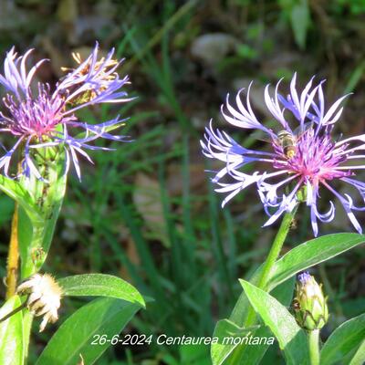 Centaurea montana - Centaurea montana