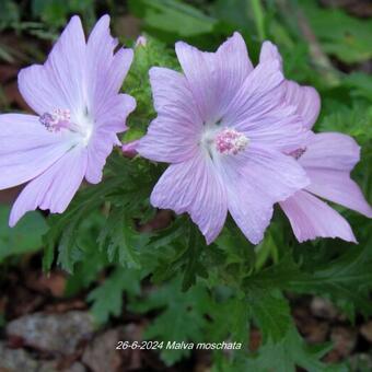 Malva moschata