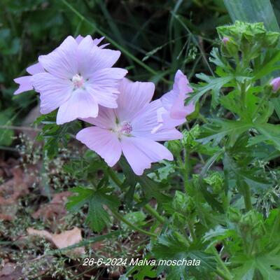 Malva moschata - Mauve musquée - Malva moschata