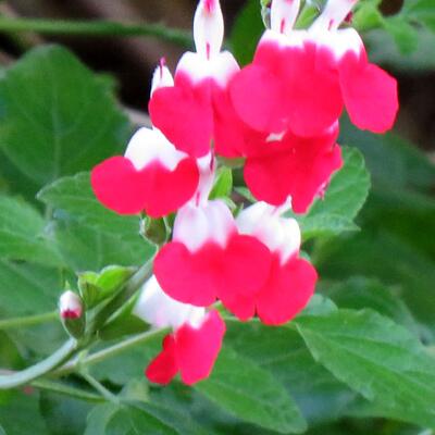 Salvia x jamensis 'Hot Lips' - Salvia x jamensis 'Hot Lips' - Salvia x jamensis 'Hot Lips'