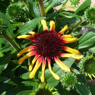 Echinacea SUNSEEKERS 'Tequila Sunrise' - 