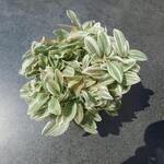 Tradescantia 'Tenderness' - 