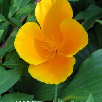 Eschscholzia californica