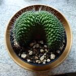 Mammillaria spinosissima cv. un pico f. crestata - 