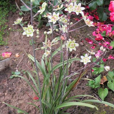 Anticlea elegans - Zigadenus elegans