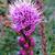 Liatris spicata