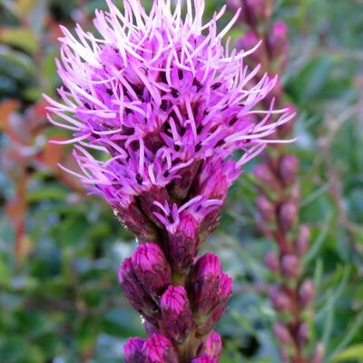 Liatris spicata - Prachtscharte - Liatris spicata