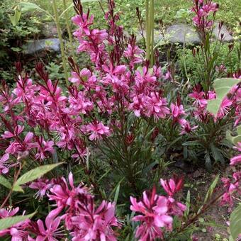 Gaura lindheimeri 'GAUDI Medium Pink'