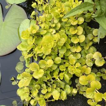 Lysimachia nummularia 'Aurea'