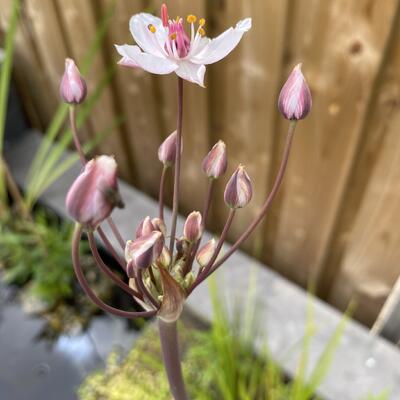 BUTOME EN OMBELLE, JONC FLEURI - Butomus umbellatus