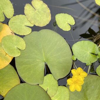 Nymphoides peltata