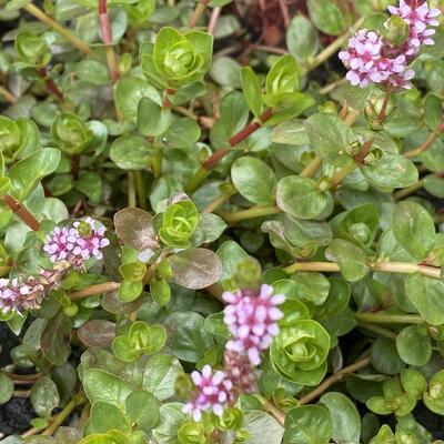 Rotala indica