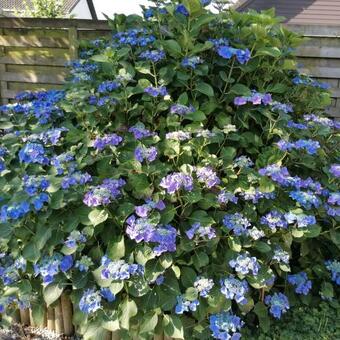 Hydrangea serrata Teller