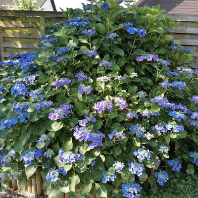 Hydrangea serrata Teller - 