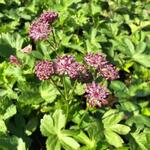 Thymus x citriodorus 'Argenteus' - 