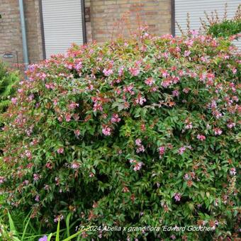 Abelia x grandiflora 'Edward Goucher'