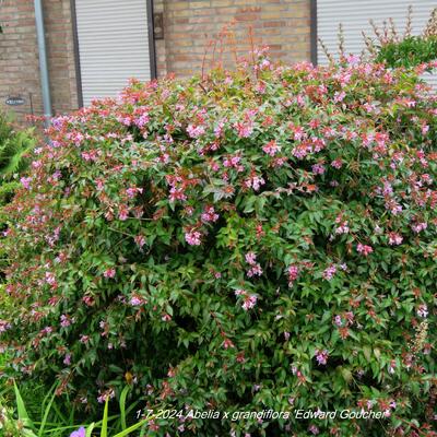 Abelia x grandiflora 'Edward Goucher' - ABÉLIE 'EDWARD GOUCHER' - Abelia x grandiflora 'Edward Goucher'