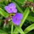 Tradescantia andersoniana