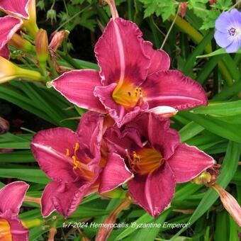 Hemerocallis 'Byzantine Emperor'