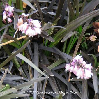 Ophiopogon planiscapus 'Niger