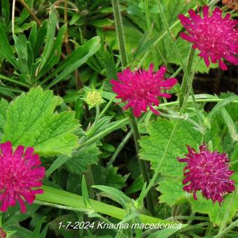 Knautia macedonica