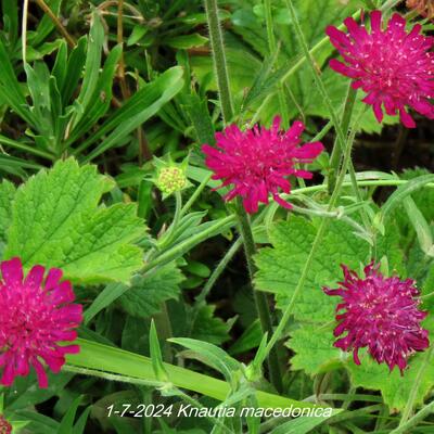 SCABIEUSE, KNAUTIE DE MACÉDOINE - Knautia macedonica