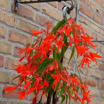 Begonia boliviensis 'Bonfire'