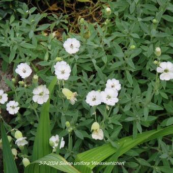 Silene uniflora 'Weisskehlchen'