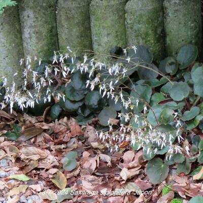 Saxifraga stolonifera 'Japon' - 