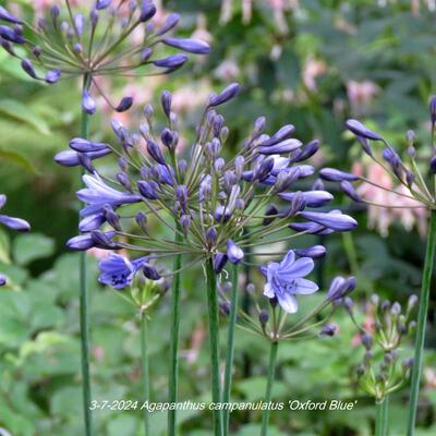 Agapanthus campanulatus 'Oxford Blue' - 