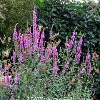 Lythrum salicaria