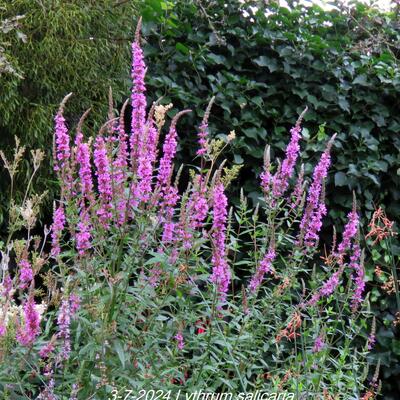 Lythrum salicaria - Gewöhnlicher Blutweiderich - Lythrum salicaria