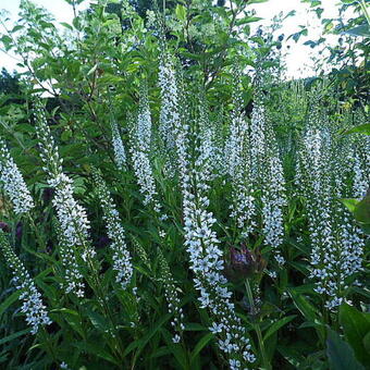 Lysimachia barystachys