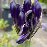 Agapanthus Blue Moon - 